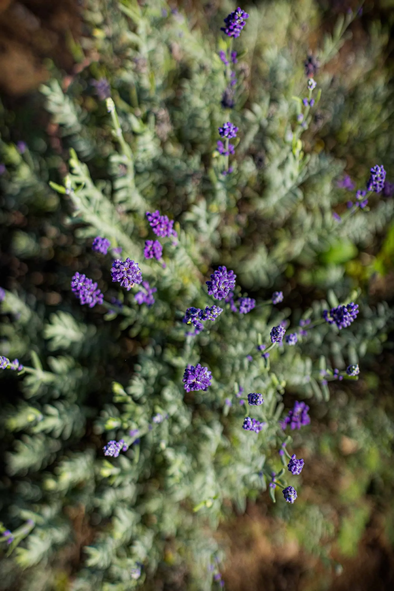 One-derings — Edible Ohio Valley